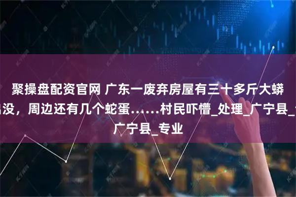 聚操盘配资官网 广东一废弃房屋有三十多斤大蟒蛇出没，周边还有几个蛇蛋……村民吓懵_处理_广宁县_专业